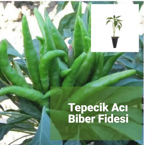 Biber Tepecik Acı